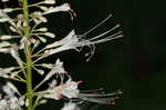 Bottlebrush buckeye